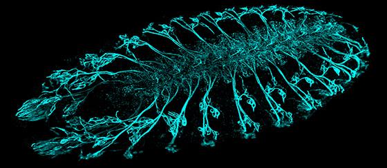 BC43 ニューロサイエンス