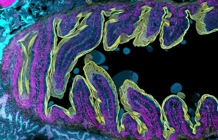ベンチトップ型共焦点顕微鏡 BC43 生細胞の共焦点イメージング