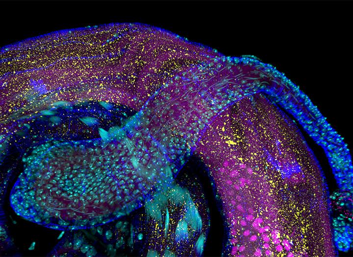 developmental-biology