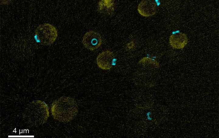 microbiology-and-virology