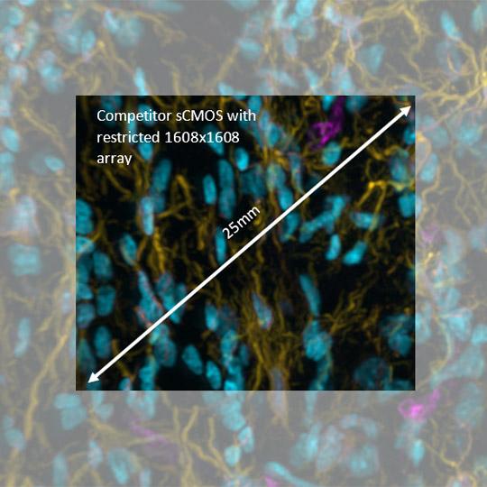 Competitor back-illuminated sCMOS with restricted 1608 x 1608 array