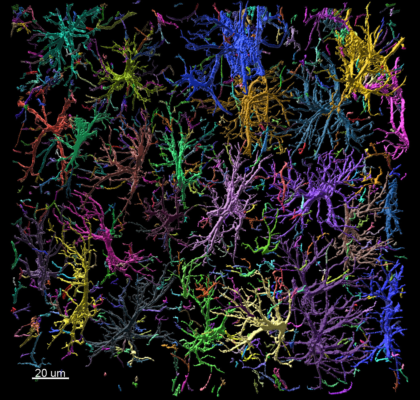 マウスの海馬における個々のアストロサイト