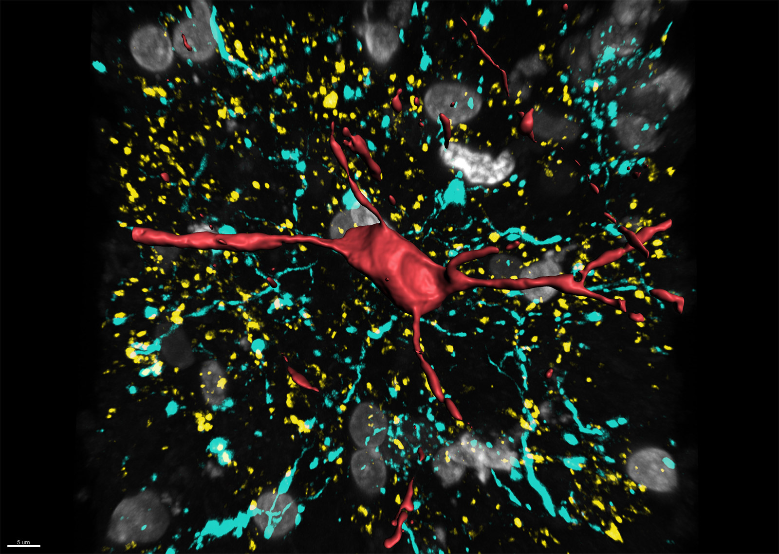 ニューロンとその銀河